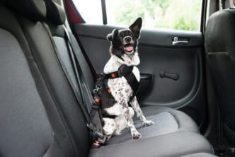 transporte de animais em carros